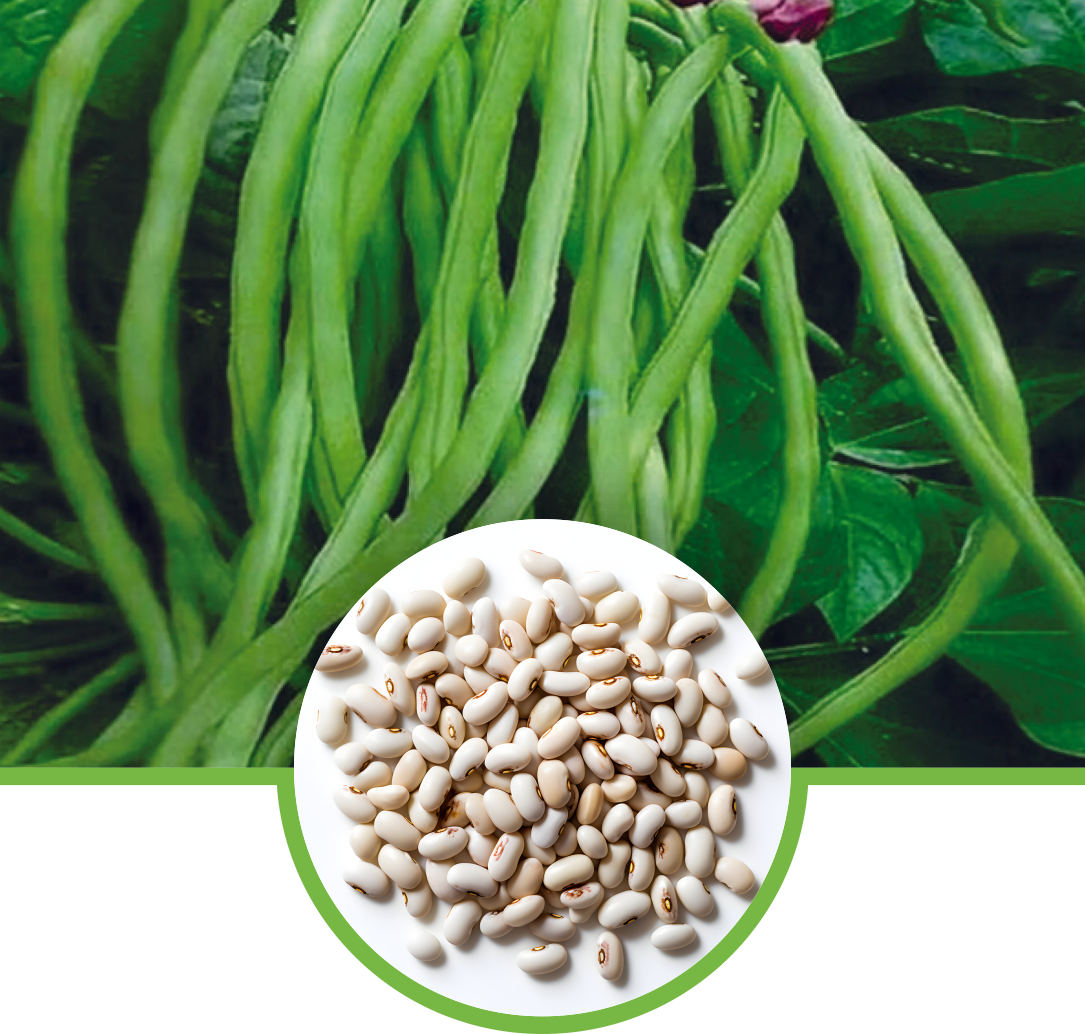 Cowpea